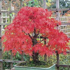 Acer palmatum - Japanese Maple Bonsai - 5 Seeds + FREE Gifts Seeds + Bonsai eBook, NEW