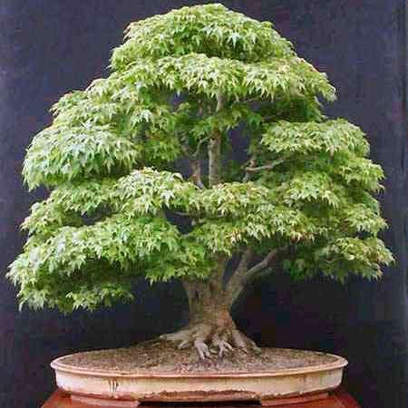 Acer palmatum - Japanese Maple Bonsai - 5 Seeds + FREE Gifts Seeds + Bonsai eBook, NEW