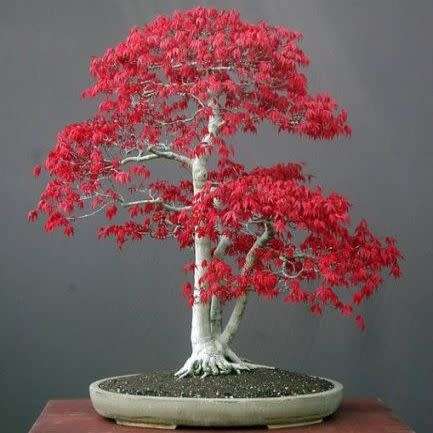 Acer palmatum - Japanese Maple Bonsai - 5 Seeds + FREE Gifts Seeds + Bonsai eBook, NEW