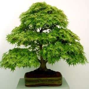 Acer palmatum - Japanese Maple Bonsai - 5 Seeds + FREE Gifts Seeds + Bonsai eBook, NEW