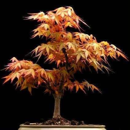 Acer palmatum - Japanese Maple Bonsai - 5 Seeds + FREE Gifts Seeds + Bonsai eBook, NEW