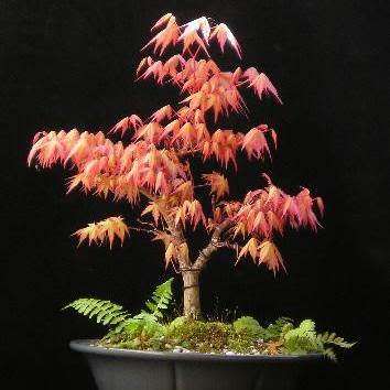 Acer palmatum - Japanese Maple Bonsai - 5 Seeds + FREE Gifts Seeds + Bonsai eBook, NEW