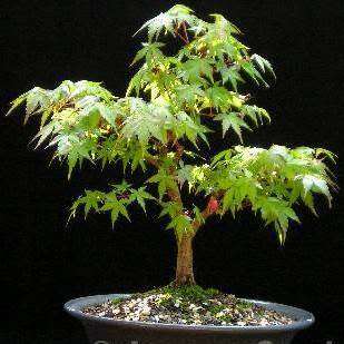 Acer palmatum - Japanese Maple Bonsai - 5 Seeds + FREE Gifts Seeds + Bonsai eBook, NEW