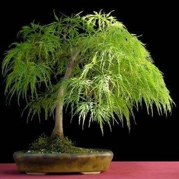 Acer palmatum dissectum Bonsai - 5 Seeds + FREE Gifts Seeds + Bonsai eBook, NEW