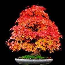 Acer pseudosieboldianum Bonsai - 5 Seeds - Korean Maple + FREE Gifts Seeds + Bonsai eBook, NEW