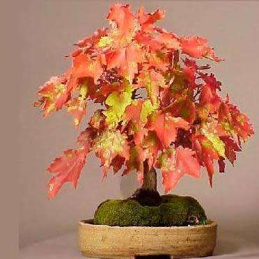 Acer rubrum - Red Maple, Red Swamp Maple Bonsai - 5 Seeds + FREE Gifts Seeds + Bonsai eBook, NEW