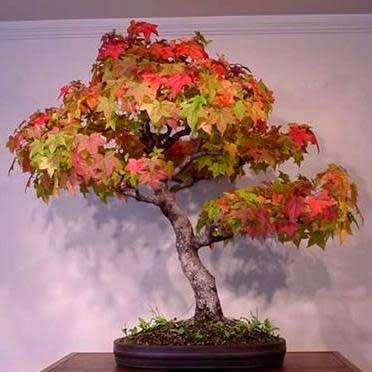 Acer rubrum - Red Maple, Red Swamp Maple Bonsai - 5 Seeds + FREE Gifts Seeds + Bonsai eBook, NEW