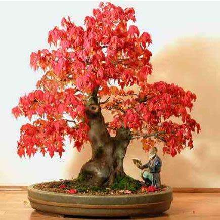 Acer rubrum - Red Maple, Red Swamp Maple Bonsai - 5 Seeds + FREE Gifts Seeds + Bonsai eBook, NEW