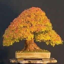 Acer rubrum - Red Maple, Red Swamp Maple Bonsai - 5 Seeds + FREE Gifts Seeds + Bonsai eBook, NEW