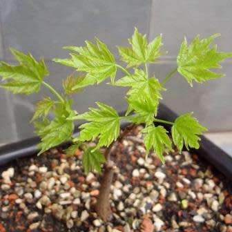 Acer saccharum - Sugar Maple Bonsai - 5 Seeds + FREE Gifts Seeds + Bonsai eBook, NEW