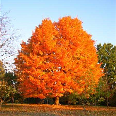 Acer saccharum - Sugar Maple - 5 Seeds - Tree or Shrub, NEW