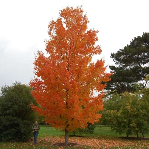 Acer saccharum - Sugar Maple - 5 Seeds - Tree or Shrub, NEW