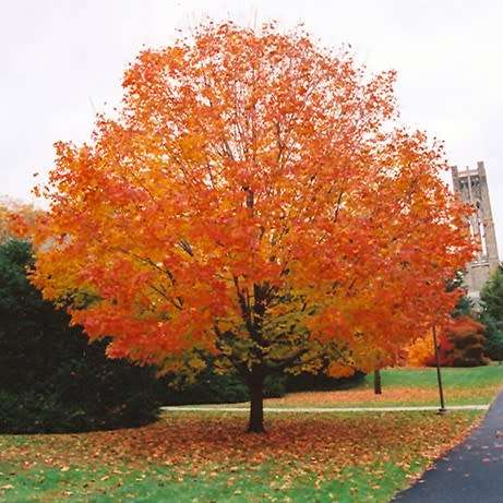 Acer saccharum - Sugar Maple - 5 Seeds - Tree or Shrub, NEW