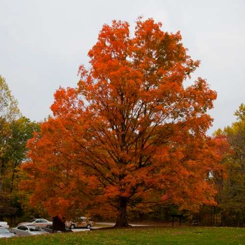 Acer saccharum - Sugar Maple - 5 Seeds - Tree or Shrub, NEW