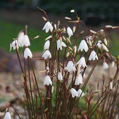 Acis autumnalis - Autumn Snowflake Seeds - Exotic Perennial Bulb - Flat Ship Rate - New