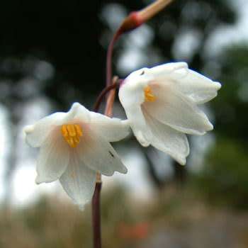 Acis autumnalis - Autumn Snowflake Seeds - Exotic Perennial Bulb - Flat Ship Rate - New
