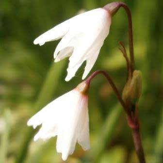 Acis autumnalis - Autumn Snowflake Seeds - Exotic Perennial Bulb - Flat Ship Rate - New