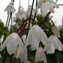 Acis autumnalis - Autumn Snowflake Seeds - Exotic Perennial Bulb - Flat Ship Rate - New