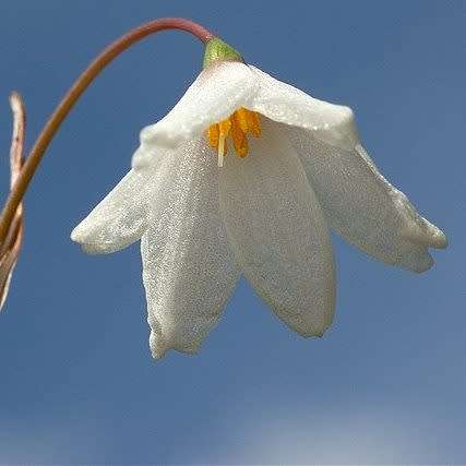 Acis autumnalis - Autumn Snowflake Seeds - Exotic Perennial Bulb - Flat Ship Rate - New