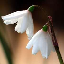 Acis autumnalis - Autumn Snowflake Seeds - Exotic Perennial Bulb - Flat Ship Rate - New