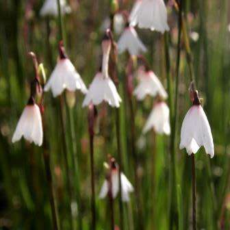 Acis autumnalis - Autumn Snowflake Seeds - Exotic Perennial Bulb - Flat Ship Rate - New