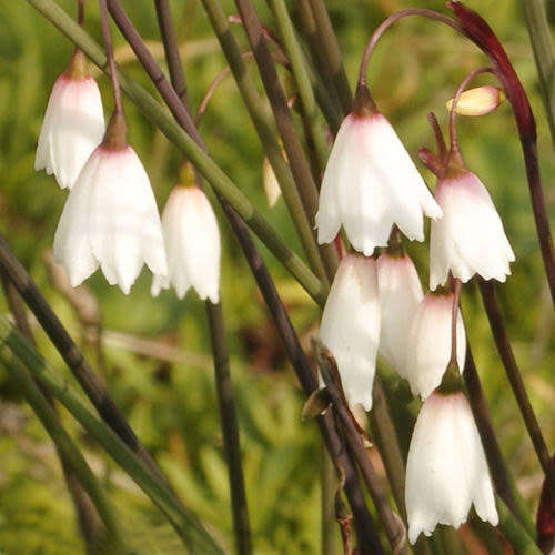 Acis autumnalis - Autumn Snowflake Seeds - Exotic Perennial Bulb - Flat Ship Rate - New