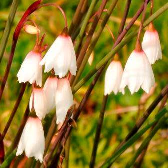 Acis autumnalis - Autumn Snowflake Seeds - Exotic Perennial Bulb - Flat Ship Rate - New