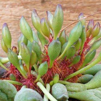 Adromischus cristatus var. clavifolius Seeds - Indigenous Succulent - NEW