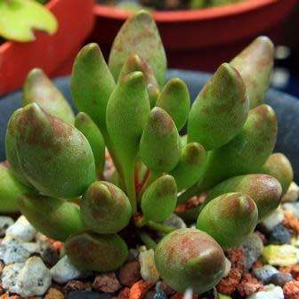 Adromischus cristatus var. clavifolius Seeds - Indigenous Succulent - NEW