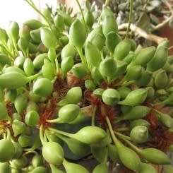 Adromischus cristatus var. clavifolius Seeds - Indigenous Succulent - NEW