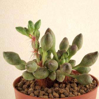 Adromischus cristatus var. clavifolius Seeds - Indigenous Succulent - NEW