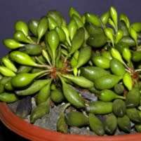 Adromischus cristatus var. clavifolius Seeds - Indigenous Succulent - NEW