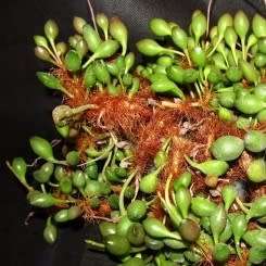 Adromischus cristatus var. clavifolius Seeds - Indigenous Succulent - NEW
