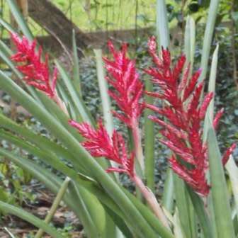 Aechmea distichantha Seeds - Frost Hardy Exotic Brazilian Bromeliad - NEW