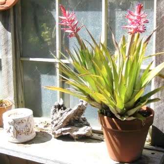 Aechmea distichantha Seeds - Frost Hardy Exotic Brazilian Bromeliad - NEW