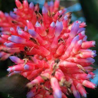 Aechmea distichantha Seeds - Frost Hardy Exotic Brazilian Bromeliad - NEW