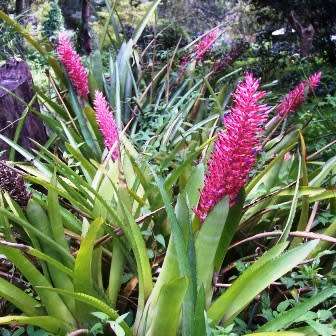 Aechmea distichantha Seeds - Frost Hardy Exotic Brazilian Bromeliad - NEW