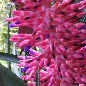 Aechmea distichantha Seeds - Frost Hardy Exotic Brazilian Bromeliad - NEW