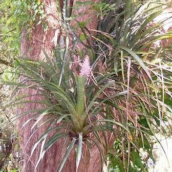 Aechmea distichantha Seeds - Frost Hardy Exotic Brazilian Bromeliad - NEW