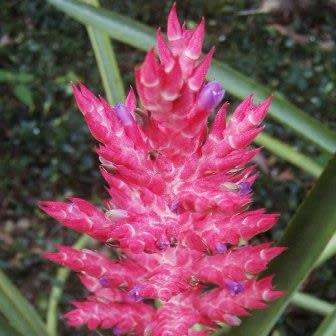 Aechmea distichantha Seeds - Frost Hardy Exotic Brazilian Bromeliad - NEW