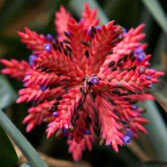 Aechmea distichantha Seeds - Frost Hardy Exotic Brazilian Bromeliad - NEW