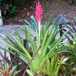 Aechmea distichantha Seeds - Frost Hardy Exotic Brazilian Bromeliad - NEW