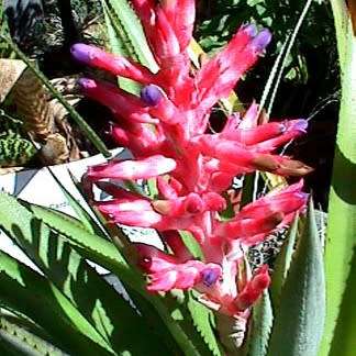 Aechmea distichantha Seeds - Frost Hardy Exotic Brazilian Bromeliad - NEW