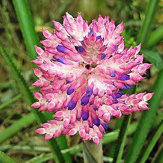 Aechmea distichantha Seeds - Frost Hardy Exotic Brazilian Bromeliad - NEW