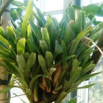 Aechmea distichantha Seeds - Frost Hardy Exotic Brazilian Bromeliad - NEW