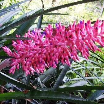 Aechmea distichantha Seeds - Frost Hardy Exotic Brazilian Bromeliad - NEW