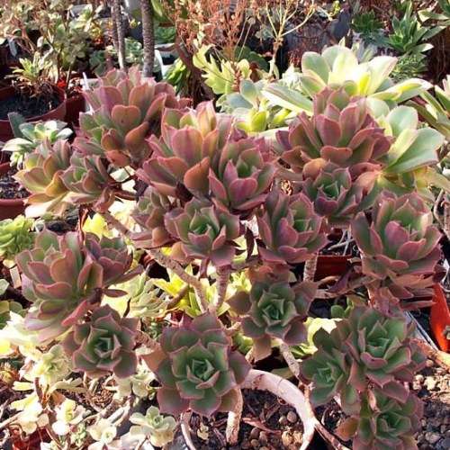 Aeonium decorum var. minor - 20 Seed Pack - Exotic Succulent - Combined Global Shipping - NEW