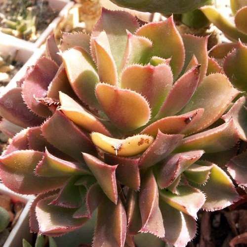 Aeonium decorum var. minor - 20 Seed Pack - Exotic Succulent - Combined Global Shipping - NEW
