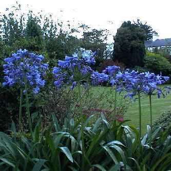Agapanthus caulescens - 5 Seed Pack - South African Indigenous Perennial Bulb