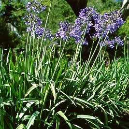 Agapanthus caulescens - 5 Seed Pack - South African Indigenous Perennial Bulb